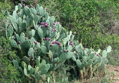 Opuntia stricta