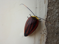 Rochaina metae