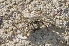 Grapsus tenuicrustatus