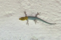 Lygodactylus picturatus