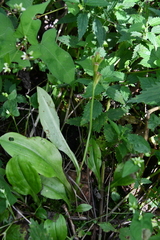 Liparis kumokiri