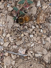 Apis mellifera