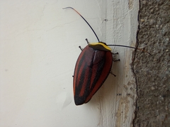 Rochaina metae
