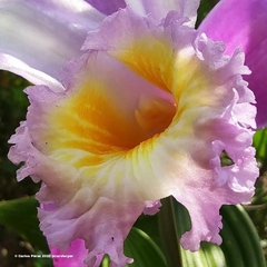 Sobralia