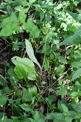 Liparis kumokiri