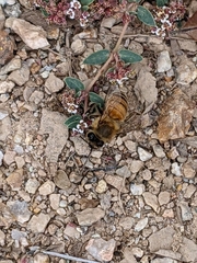 Apis mellifera