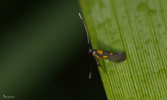 Euspilapteryx auroguttella