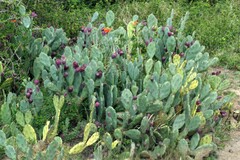 Opuntia stricta