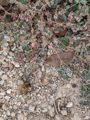 Apis mellifera
