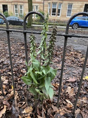 Epipactis helleborine