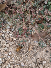 Apis mellifera