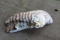 Arca zebra