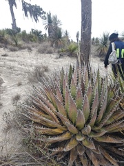 Agave horrida perotensis