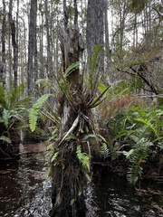 Cyrtopodium punctatum