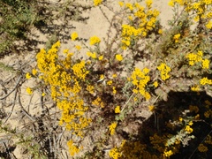 Oncosiphon suffruticosus