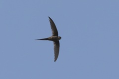 Cypsiurus parvus