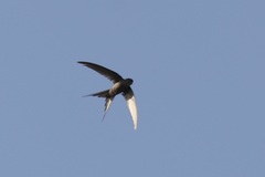 Cypsiurus parvus