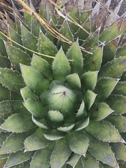 Agave horrida perotensis