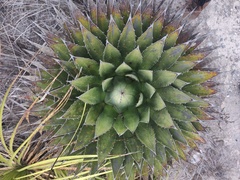 Agave horrida perotensis