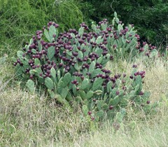 Opuntia stricta