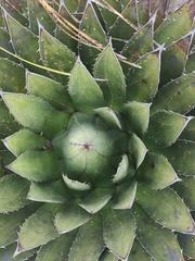 Agave horrida perotensis