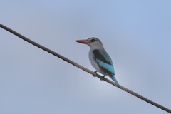 Halcyon senegaloides