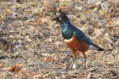 Lamprotornis superbus