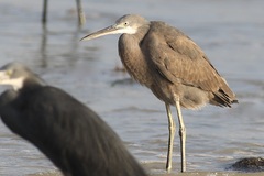 Egretta garzetta dimorpha