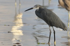 Egretta garzetta dimorpha