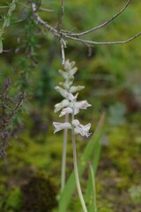 Lachenalia bowkeri