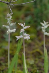 Lachenalia bowkeri