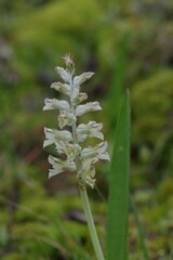 Lachenalia bowkeri