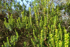 Erica scoparia