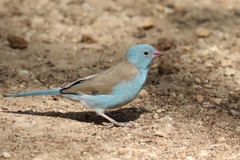 Uraeginthus cyanocephalus
