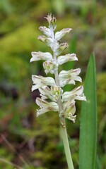 Lachenalia bowkeri