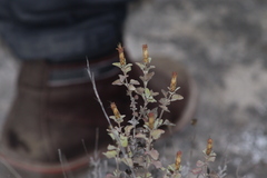 Brickellia veronicifolia