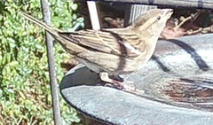 Passer domesticus