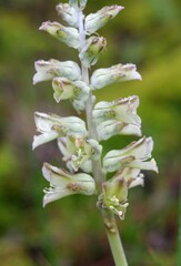 Lachenalia bowkeri