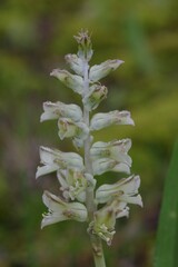 Lachenalia bowkeri