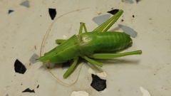 Belocephalus sabalis