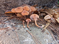 Laccaria trichodermophora