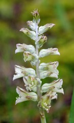 Lachenalia bowkeri