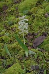 Lachenalia bowkeri