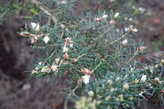 Erica arborea