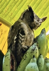 Otus bakkamoena