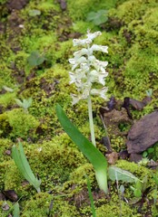 Lachenalia bowkeri