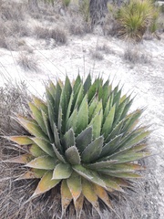 Agave horrida perotensis