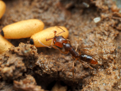 Anochetus