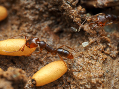 Anochetus