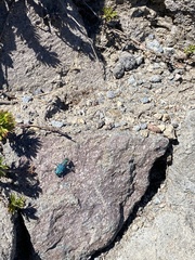 Cicindela depressula